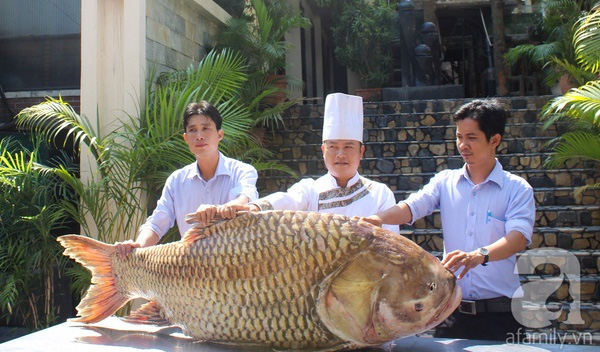 Nhà hàng ở Sài Gòn săn cá hô khủng về phục vụ thực khách.